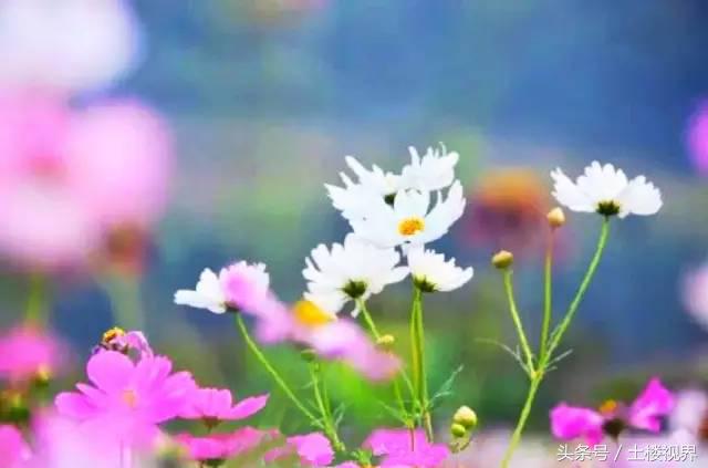 龙岩赏花景点,龙岩的花海