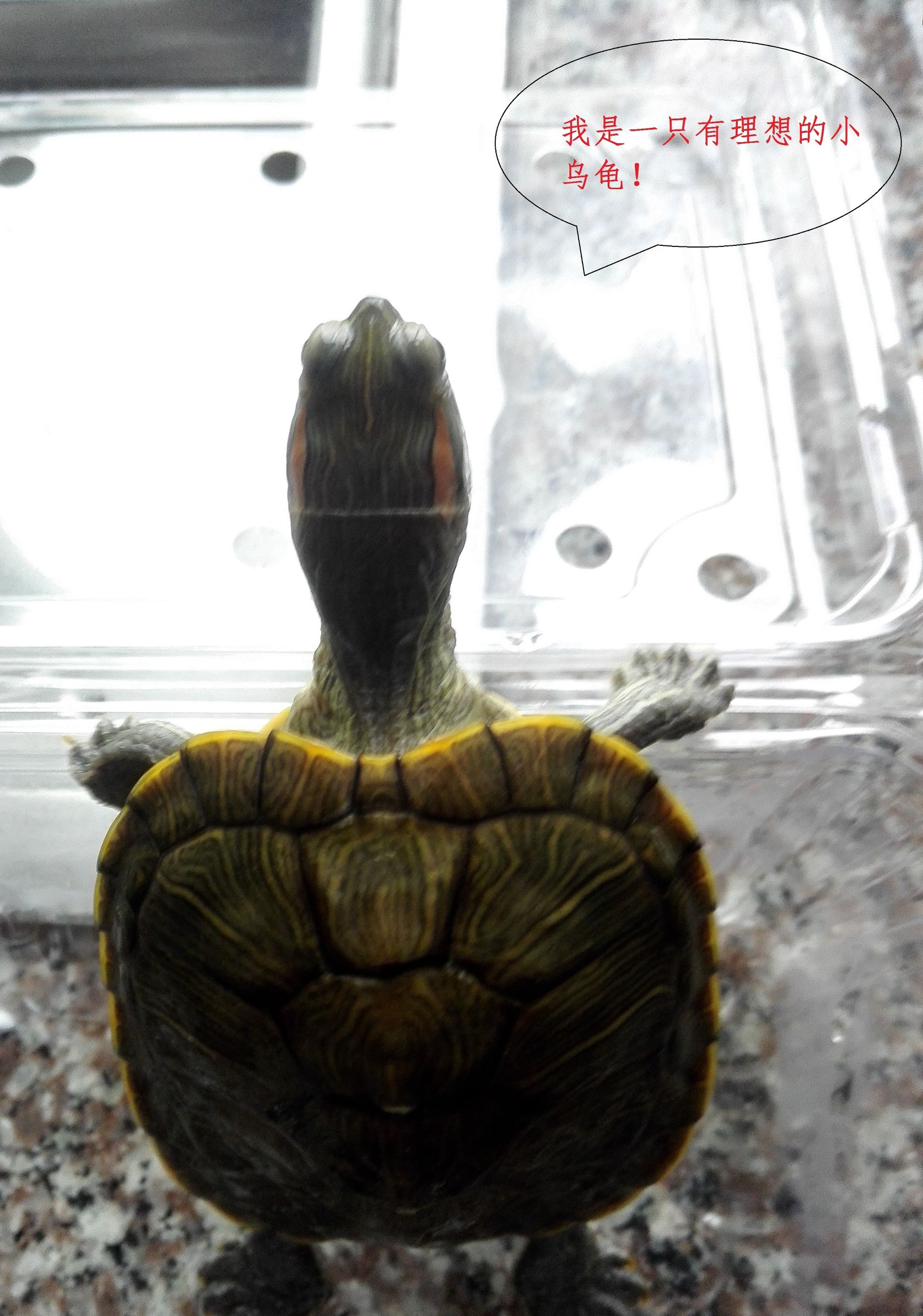 巴西龟小龟怎么养详细介绍,养龟入门如何养好一只巴西龟