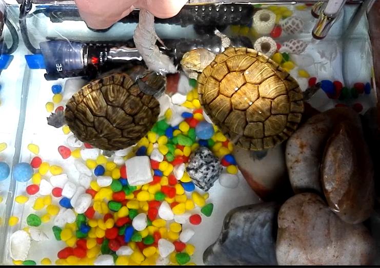 巴西龟小龟怎么养详细介绍,养龟入门如何养好一只巴西龟