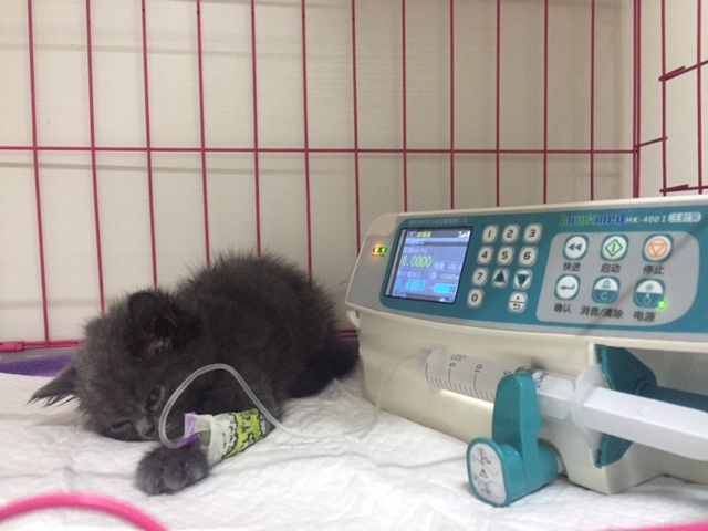 猫舍买的猫各种问题怎么办,猫舍里买的2个月幼猫靠谱吗