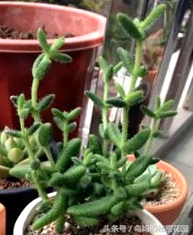 多肉植物怎么徒长了,徒长的多肉怎样处理