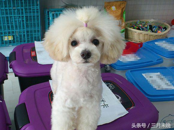 生活中二十种常见狗狗的价格，哪个最名不符实