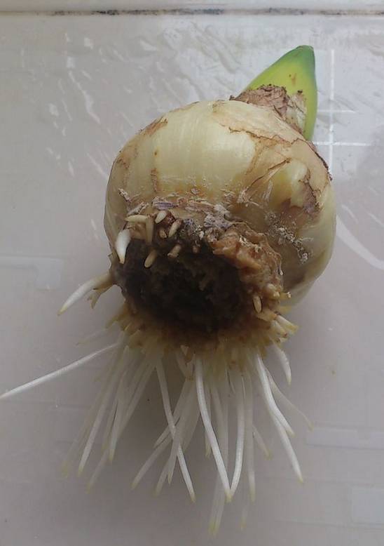 风信子夹箭是因为冷处理时间短吗,风信子败花以后怎么处理