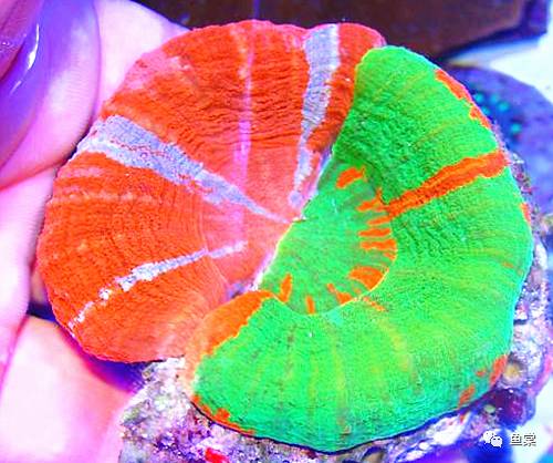 珊瑚发白是不是营养太低了,珊瑚的种类和长相