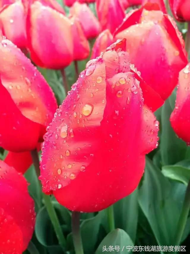 花博园红你是苹果红，我是最正中国红！