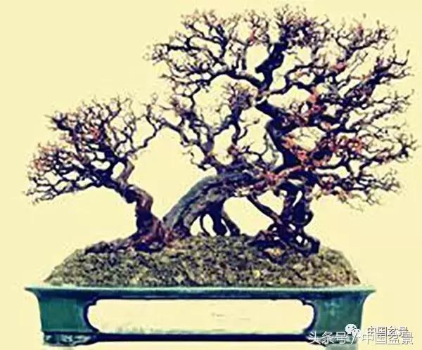 雀梅盆景图片欣赏设计,大坨坨雀梅盆景