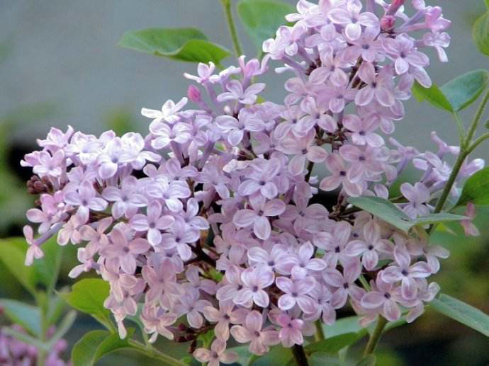 治寒湿气滞呕吐的中药,经行呕吐