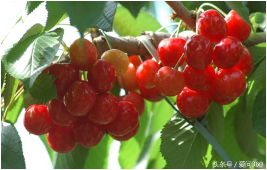 樱桃多种元气吃法,樱桃最佳吃法是什么