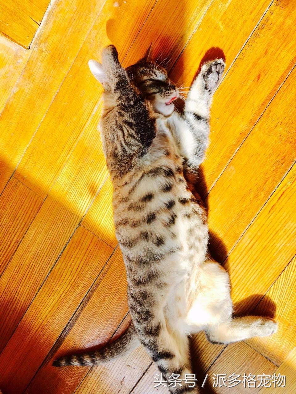 宠物肚皮上小秘密还挺多，当然手感也是一级棒！