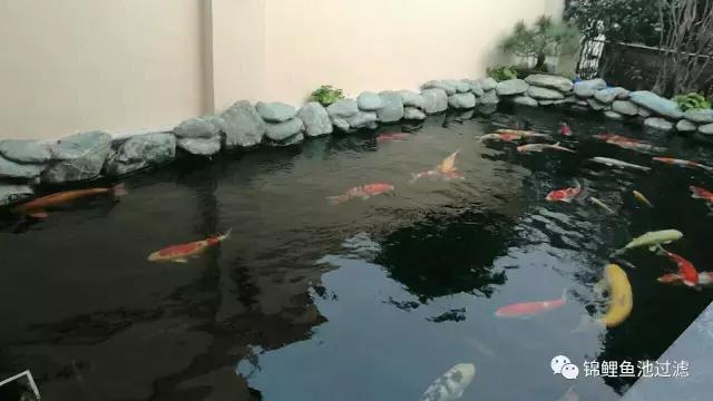 锦鲤水景三月天，赏心悦事别家院