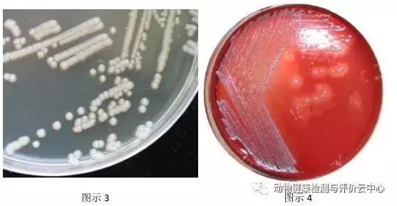 禽畜疾病实验室检测：常见细菌的分离鉴定（一）