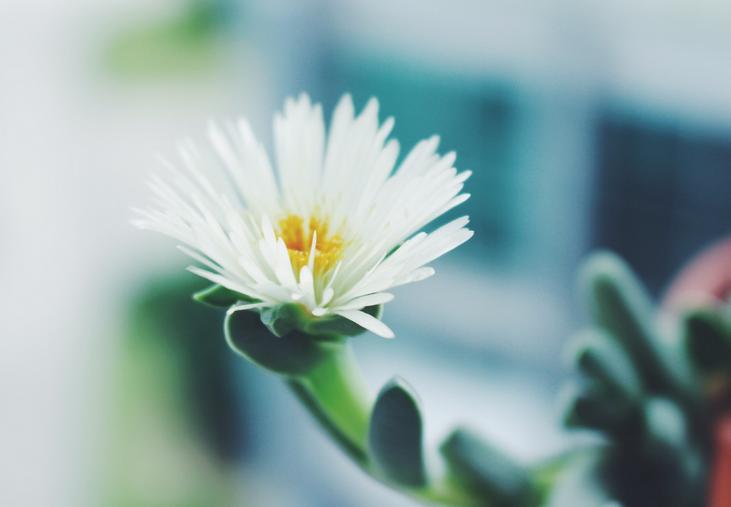 鹿角多肉的养殖方法和注意事项,鹿角多肉如何养殖视频