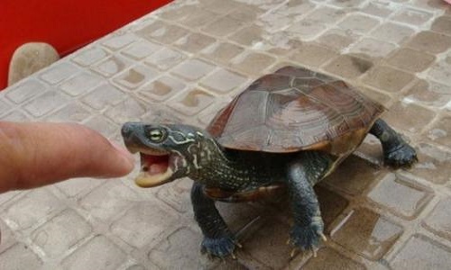 中华草龟和金钱龟混养的饲养方法,饲养小乌龟的正确方法