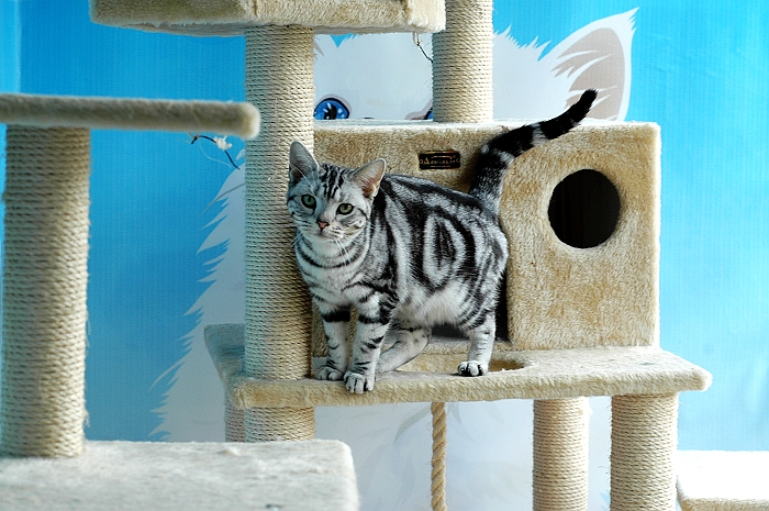 盘点那些最厉害的猫咪,最受欢迎的猫咪品种排行榜前十名