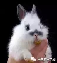 为什么养过兔子的人就不想再养,兔子不想养了咋办