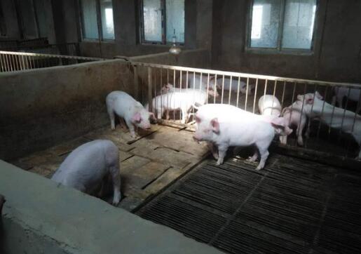 保育猪顽固性腹泻怎么治疗,保育猪腹泻呕吐消瘦治疗方法