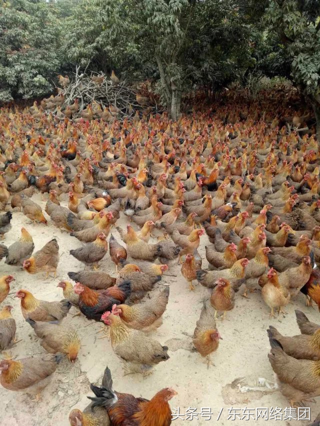 肉鸡鸡爪缩起来什么原因,肉鸡前期出现瘫鸡怎么回事