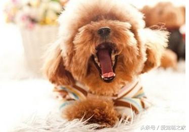 泰迪价格最低多少钱,泰迪最低价格是多少