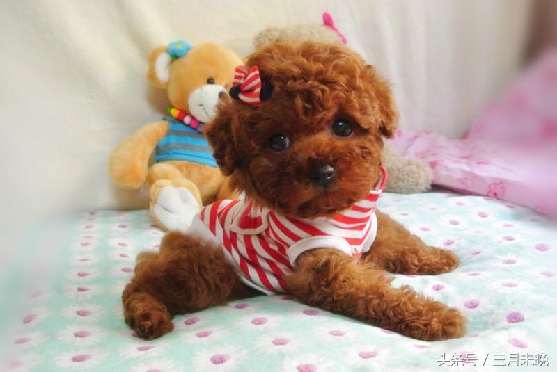 生活中二十种常见狗狗的价格，哪个最名不符实