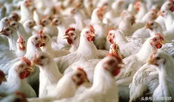 看养鸡的,现在市场上的肉鸡能吃吗