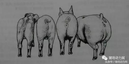 要怎么搞，我们才能让后背母猪发情？