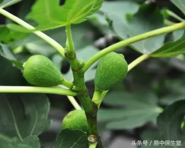 一味中药解除湿疹,湿疹千万不要慌可以用这几个方法