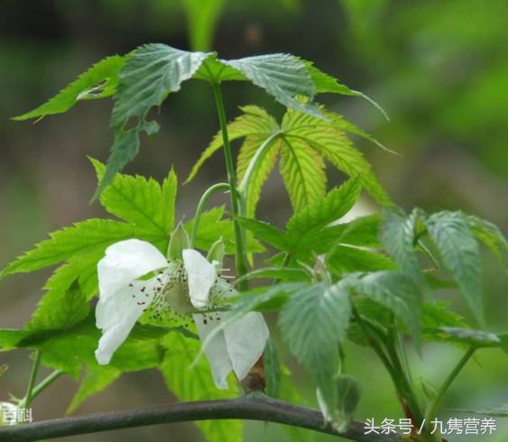 为什么治不好慢性咽炎,为什么咽喉炎久治不愈