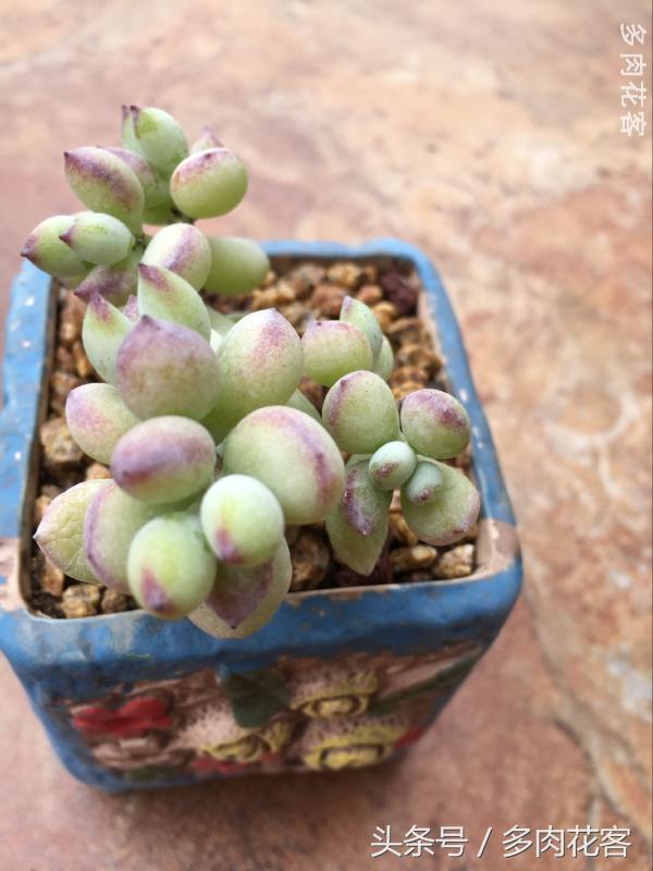 有一种肉肉叫做别人家的多肉第9期简月的肉肉