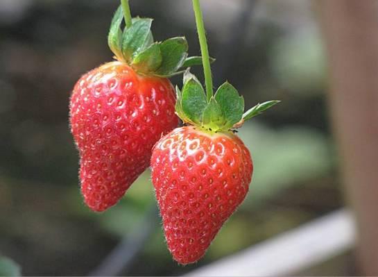 浜戝崡娉歌タ鍘跨編濂虫紓浜悧,浜戝崡绾㈡渤娉歌タ缇庡コ