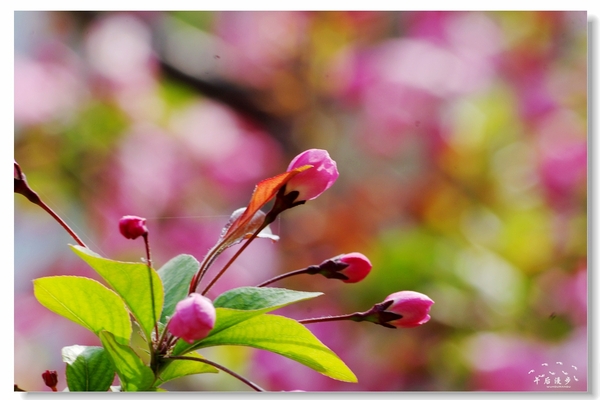 西安牡丹苑花还开着没,西安垂丝海棠哪里有卖
