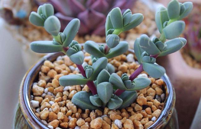 鹿角多肉的养殖方法和注意事项,鹿角多肉如何养殖视频