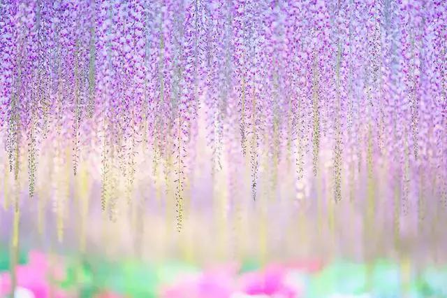 日本樱花之旅,来一场日本樱花之旅