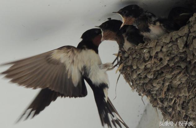 七种特别危险的动物千万不要靠近,几种最不能招惹的动物