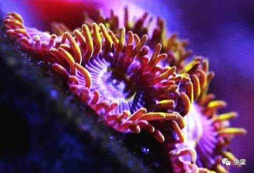 珊瑚发白是不是营养太低了,珊瑚的种类和长相
