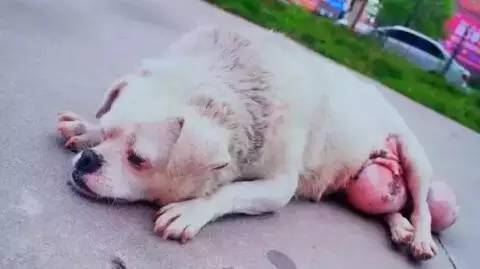 狗狗得了巨型肿瘤,老狗长出巨大肉球
