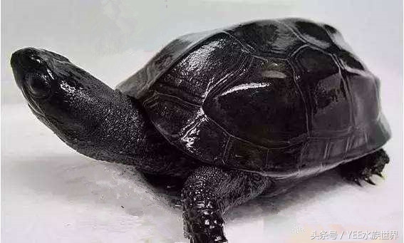 乌龟不露头什么讲究,乌龟为什么叫凤凰
