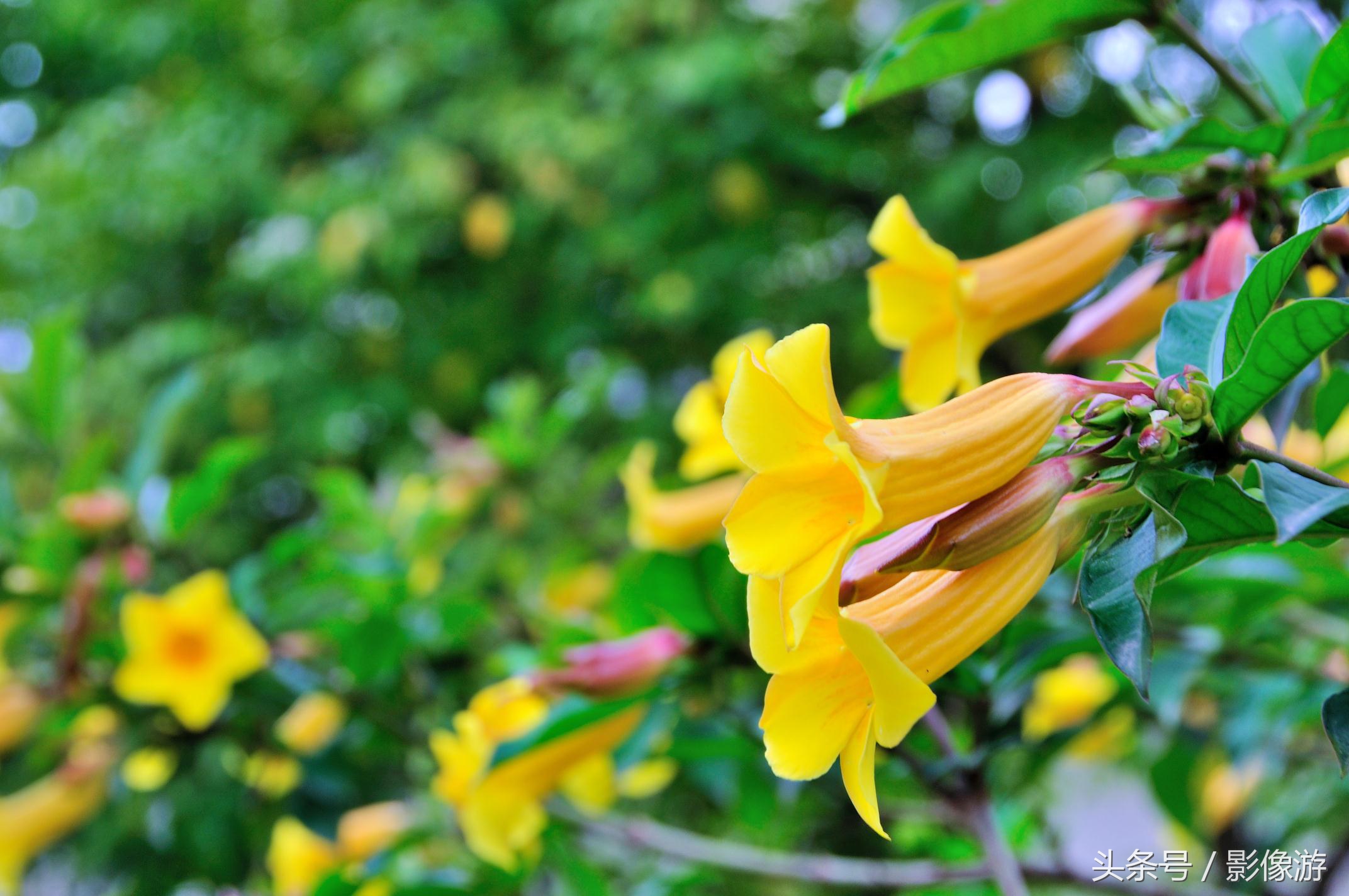 深圳观澜版画村地址,深圳清明踏青线路推荐