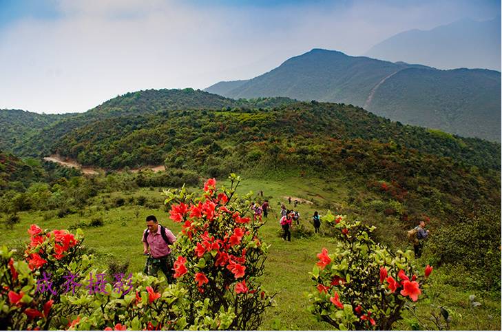 满山的杜鹃红艳艳纯音乐,满山杜鹃红艳艳