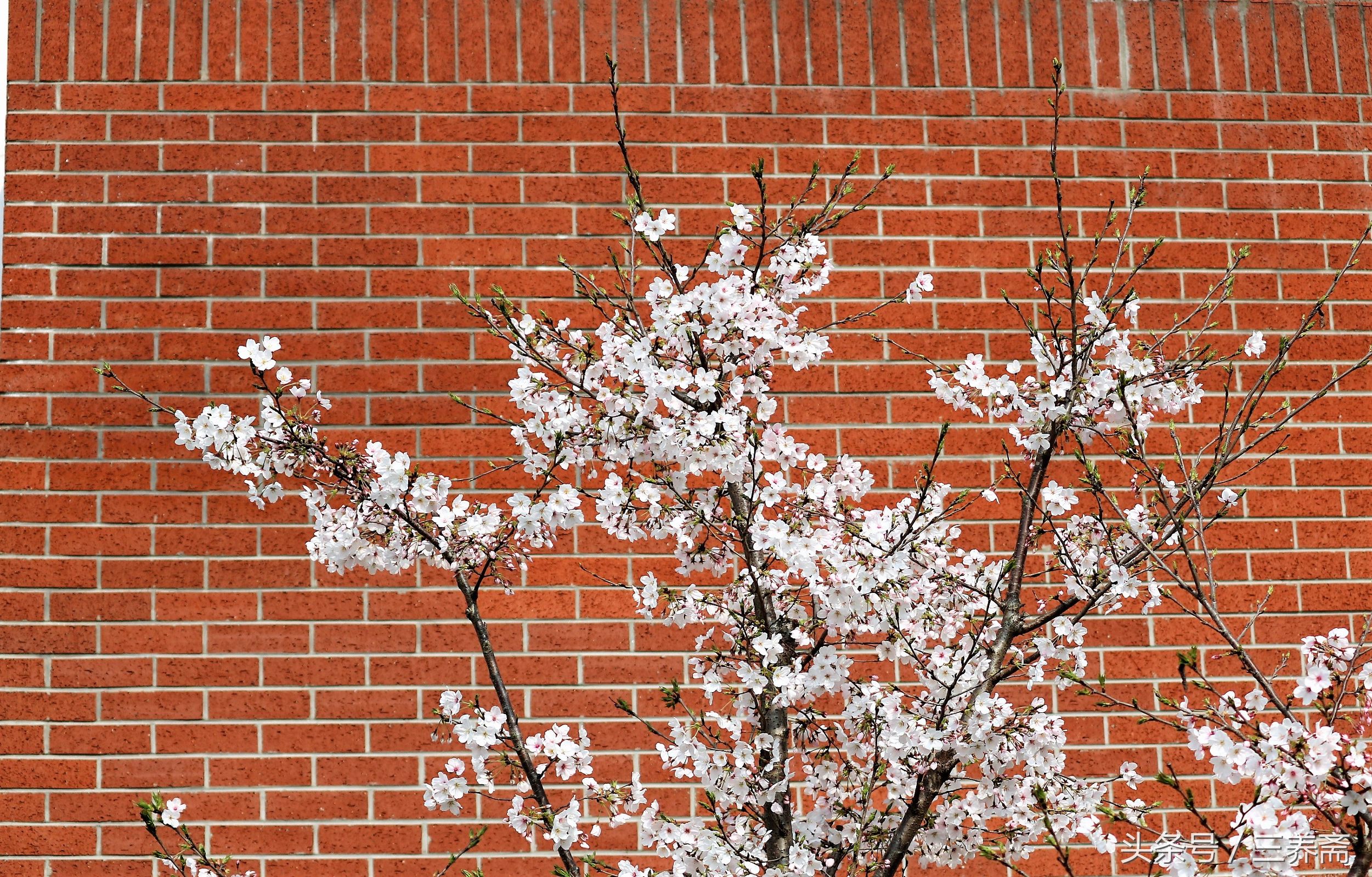 鏄嗗北涓鏍″洯椋庢櫙,鏄嗗北涓鏍″洯鏅壊