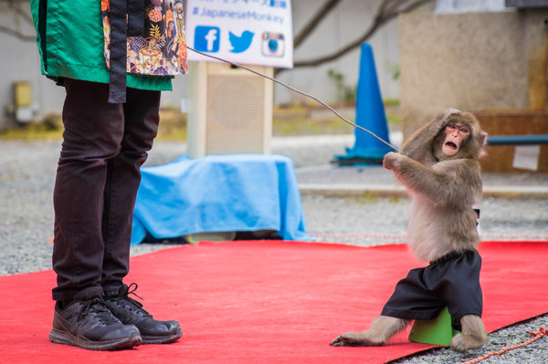 樱花烂漫几多时完整版,日本樱花节赏樱攻略视频大全