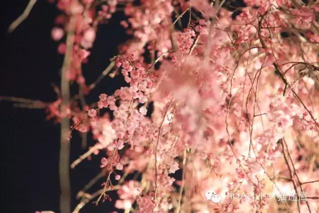 正逢樱花烂漫,何必远行带上这份攻略带你去赏樱