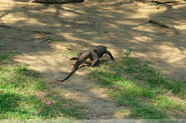 在孤独小岛上追蜥蜴、为岛民演奏音乐、玩浮潜、品冰咖啡，好享受