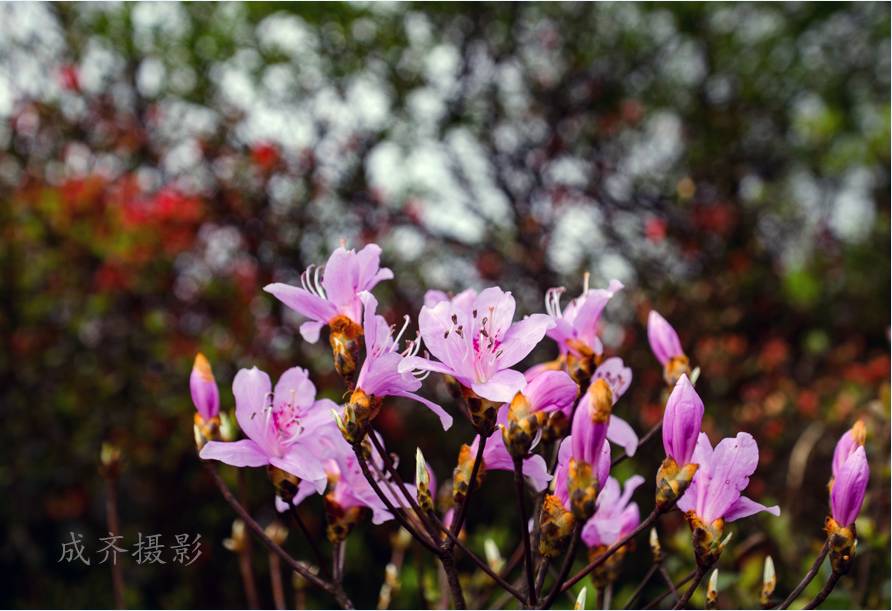 满山的杜鹃红艳艳纯音乐,满山杜鹃红艳艳