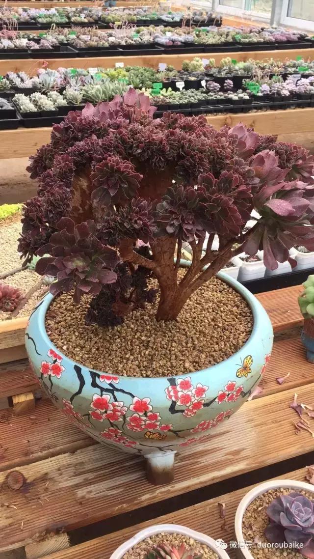 多肉为什么比较坑,多肉基础知识详解