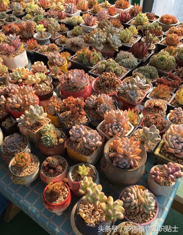 探访韩国多肉植物基地，中韩多肉大对比（二）