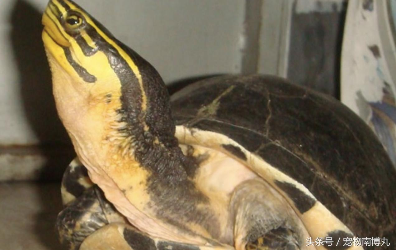安布闭壳龟容易腐皮吗,安布闭壳龟在龟圈里面是什么段位