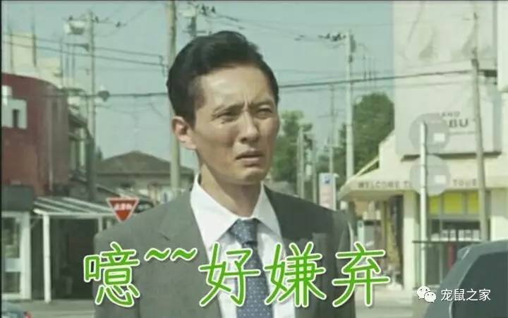 荷兰猪尿垢怎么清洗,荷兰猪尿渍怎么处理