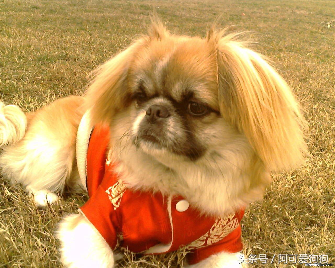 京巴犬以后趋势,京巴犬放开会跑么