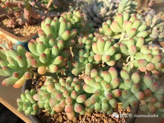 多肉为什么比较坑,多肉基础知识详解