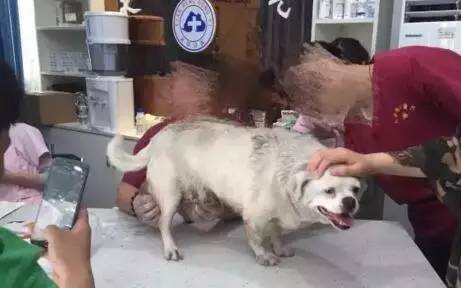 老狗长出巨大肉球,狗狗长了个小肿瘤